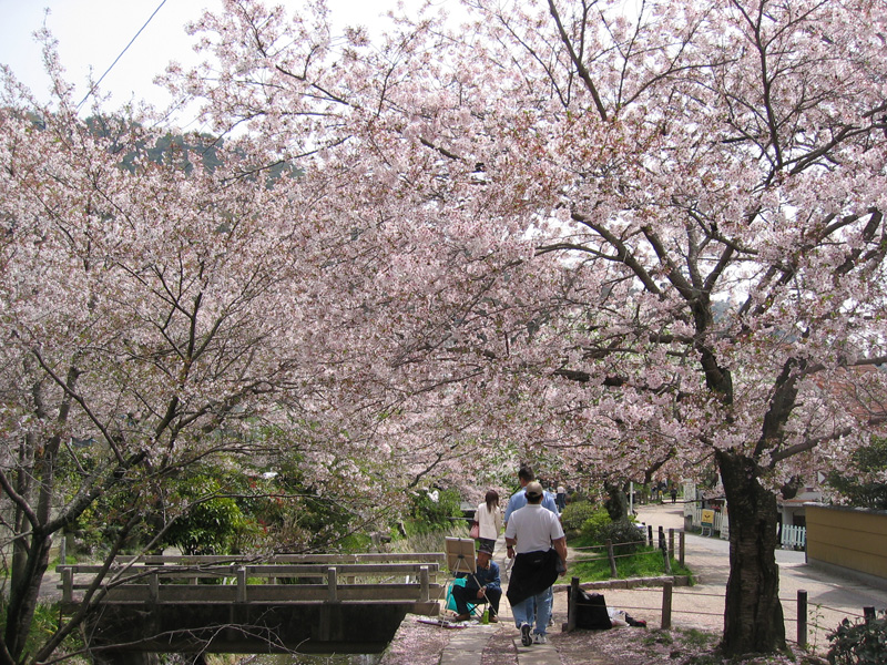 Cherry Blossoms along the canal, Philosophers Path