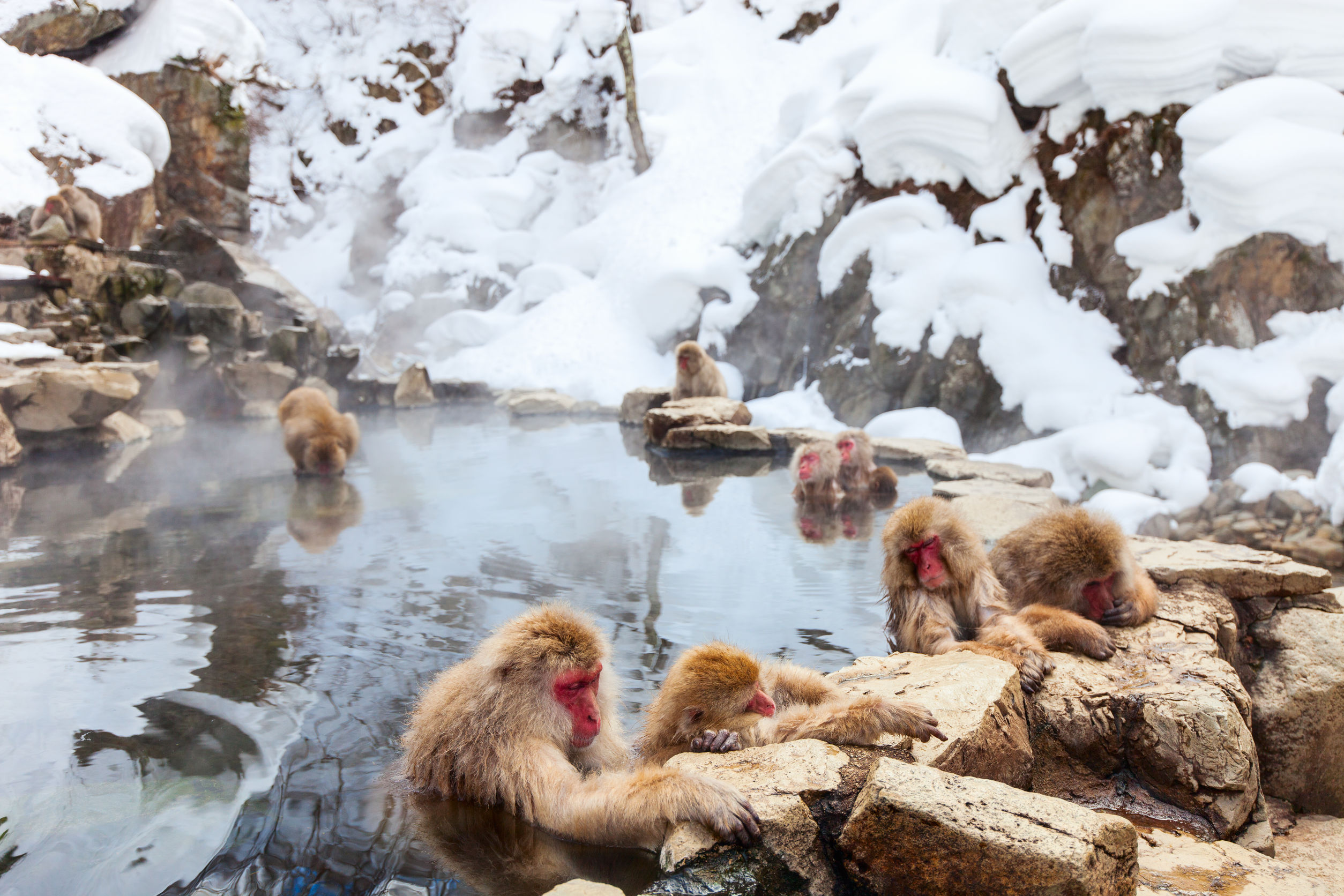 Famous Snow Monkeys to meet in Nagano area