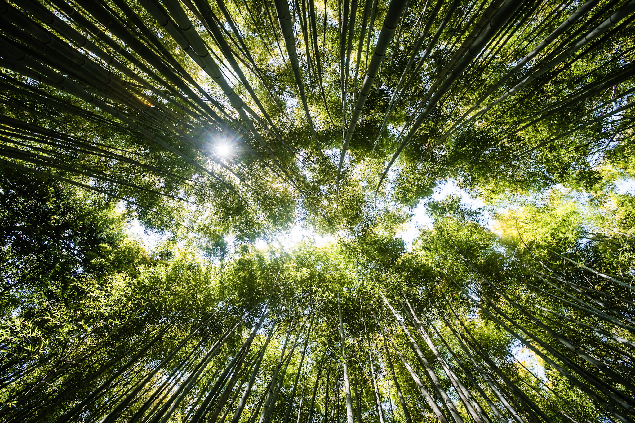 Bamboo grove in Arashiyama : famous touristic site to visit in Kyoto