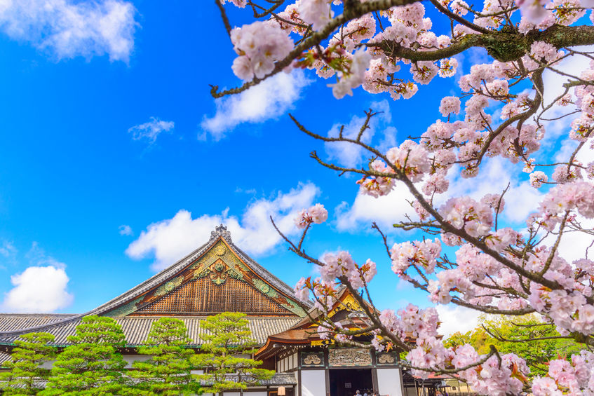 Nijo castle is a very unique castle worth visiting during your stay in Kyoto