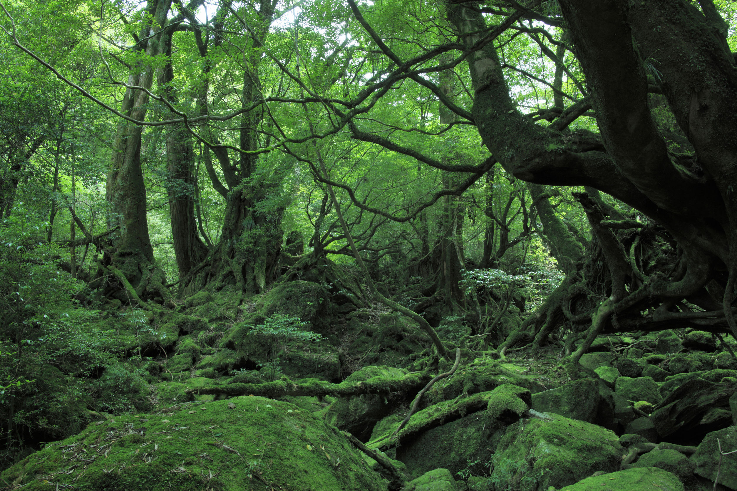The tiny tropical island of Yakushima in Japan is home to wilderness that inspired Hayao Miyazaki for "Princess Mononoke"
