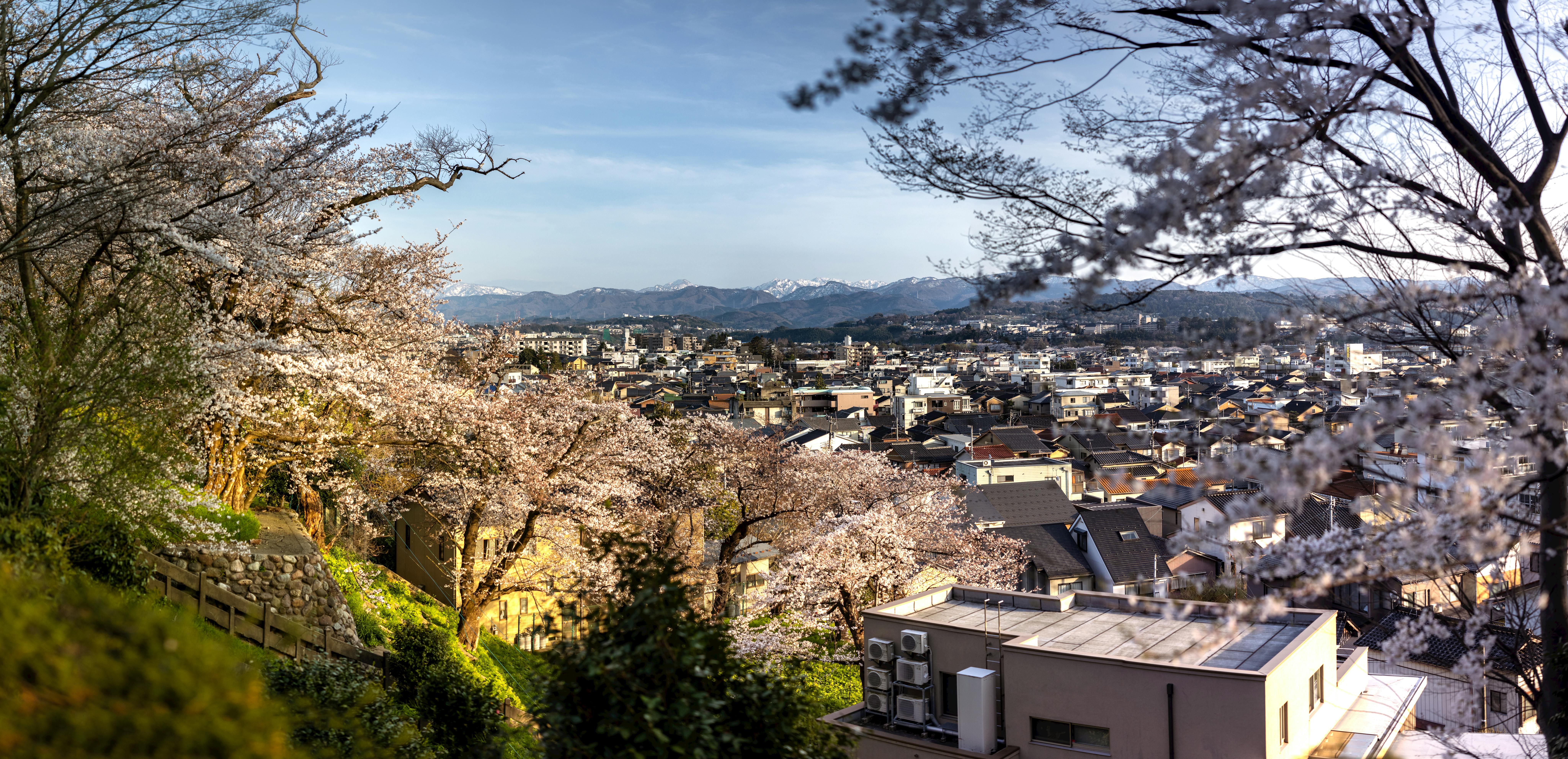 Cherry Blossoms Overlooking the Urban Landscape of Kanazawa