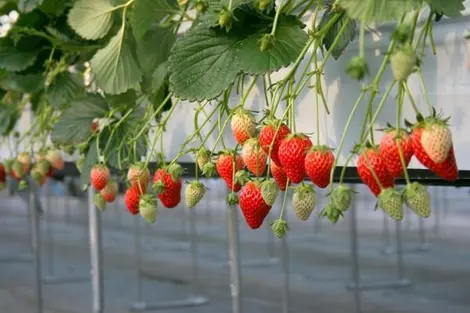 Durante la temporada de fresas (mediado de febrero a finales de marzo) puedes venir a recoger tus propias fresas en el vivero Niikura No-in en Tama.