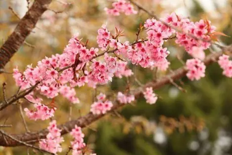 Sakura