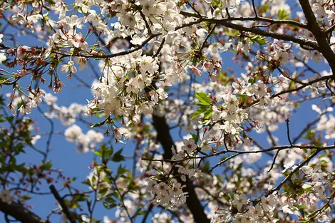 Cherry blossoms in spring