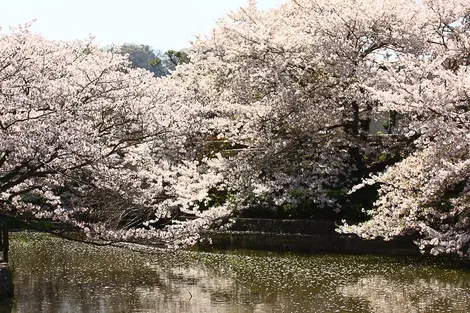 Cherry trees by the river