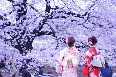  Japanese women in traditional dress under cherry blossoms