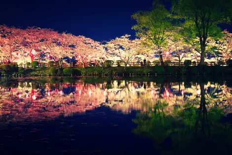 Illuminated cherry blossoms at night