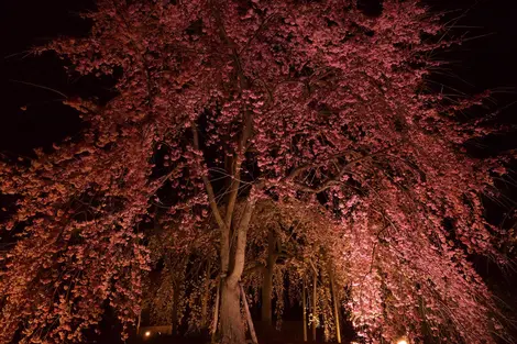 An illuminated cherry tree in bloom