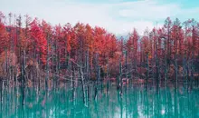 Etang au bleu éclatant, Hokkaido