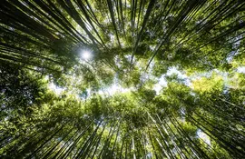 Bamboo grove in Arashiyama : famous touristic site to visit in Kyoto