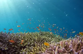 De toutes les plages d’Okinawa, celle de Kabira sur l’île d’Ishigaki fait sans aucun doute partie des plus magiques. Barrière de coraux, sable fin et eau turquoise, un véritable petit paradis !