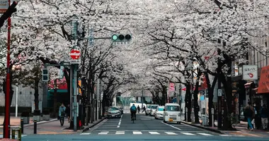 Japanese road under the Sakura