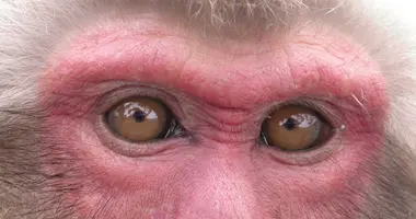 Japanese Macaque Monkeys