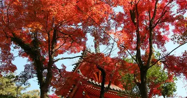 El templo Mitakidera bajo los flameantes arces.