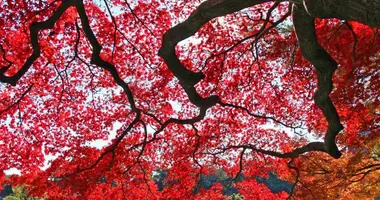 Gli incredibili contrasti di colore dei giardini giapponesi.