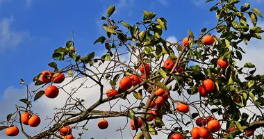 Des kakis encore sur l'arbre