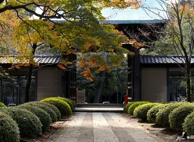 El templo Gotoku-ji tal vez fue posible gracias a un gato que le salvó la vida a un noble. Desde entonces el manekineko es un emblema de Japón.