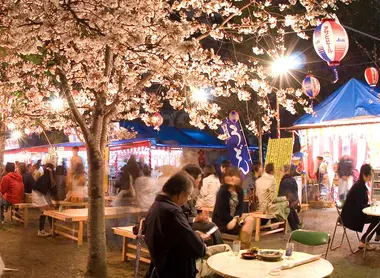 Sommerfest unter den Kirschbäumen des Maruyama-koen