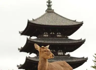 Temple Kofukuji