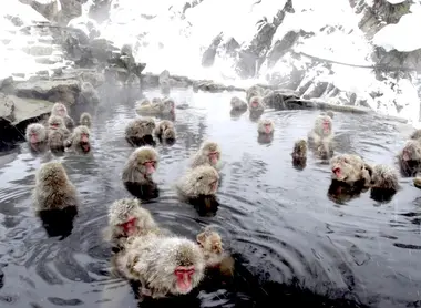 Des singes dans un onsen près de Nagano.