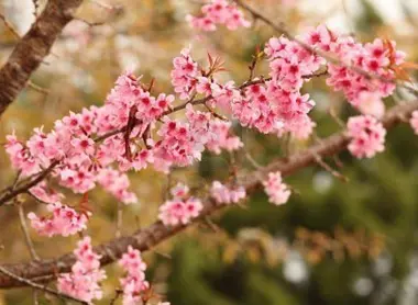 Sakura
