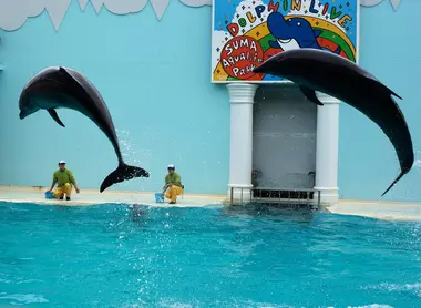 Los delfines son las estrellas en el Parque Acuario Suma (Kobe).