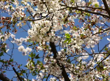 Cherry blossoms in spring