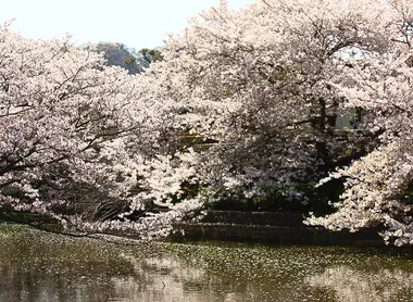 Cherry trees by the river