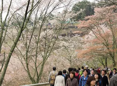 Les allées bondées du Mont Yoshino à l'heure du Hanami