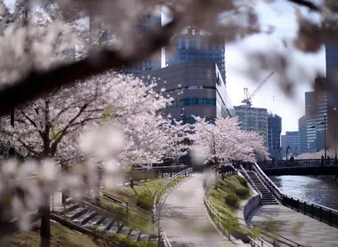 The Meguro River in the Shingawa district