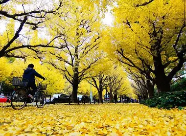 Les ginkgos près du Meiji Jingu Gaien