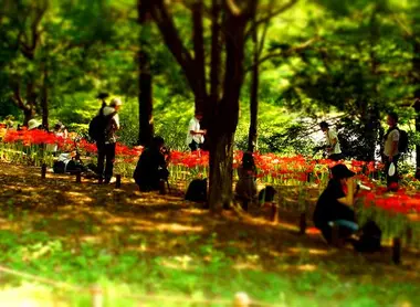 Le Parc mémorial Shôwa offre un écrin de verdure aux Tokyoïtes