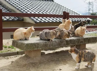 Los gatos de Onomichi.