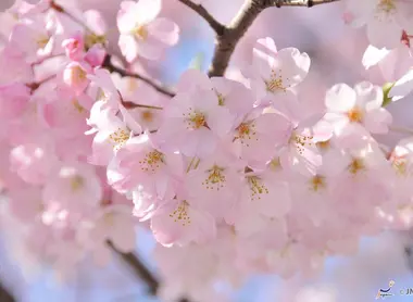 Fleurs de cerisier à Tokyo