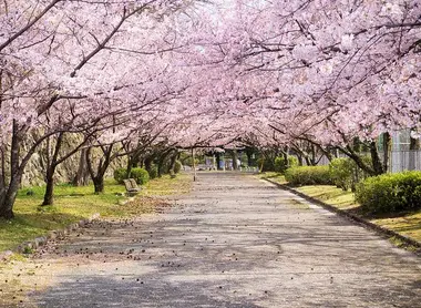 Cherry trees in Maizuru Park Fukuoka, Kyushu