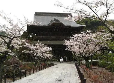 Le temple zen Kencho-ji, à Kamakura, au moment de la floraison des cerisiers