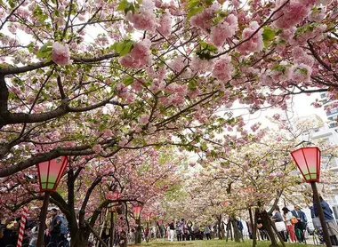 The sakura aisle of the currency museum garden, Japan Mint Museum (Zoheikyoku)