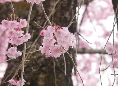 Fleurs de cerisiers à Nikkô