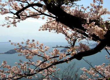 Vue sur la mer de Seto et les cerisiers en fleurs depuis l'île d'Iwagi, village de Kamijima
