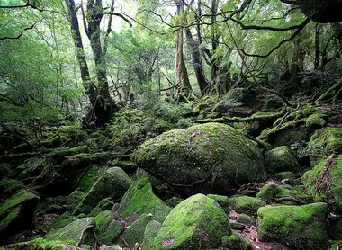 Forêt de Yakushima