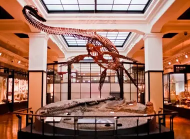 Muséum d'histoire naturelle d'Ueno