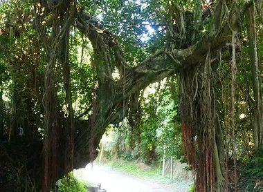 porte-banian-takeshima