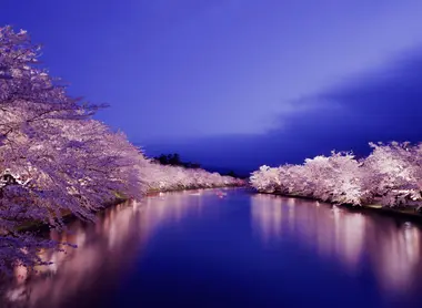 Illuminated Sakura in Hirosaki Park