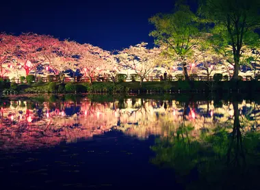 Illuminated cherry blossoms at night