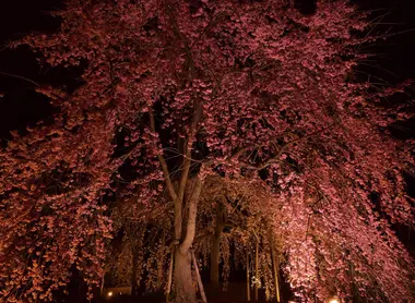 An illuminated cherry tree in bloom