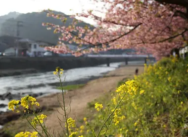 Cherry blossoms and rapeseed by the Kawazu river