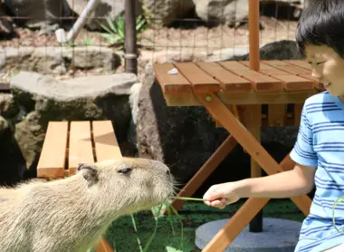 Izu shaboten zoo