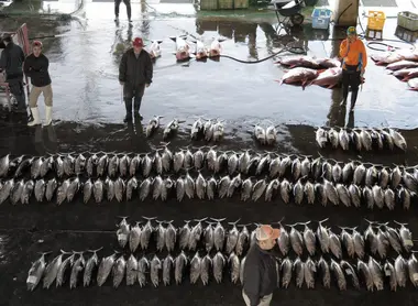 Le marché aux poissons de Kii-Katsuura