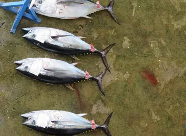 Le marché aux poissons de Kii-Katsuura 